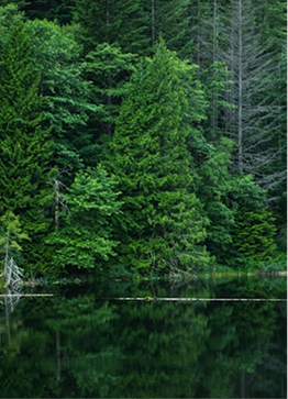 Sostenibilidad ambiental